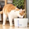 PetSafe Viva™ drinkfontein 1,8 L voor katten – stil & hygiënisch