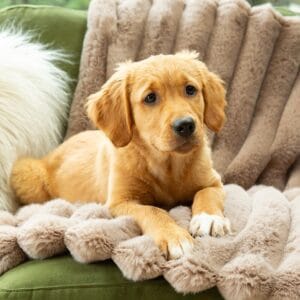 Scruffs - Aspen Blanket – One Size