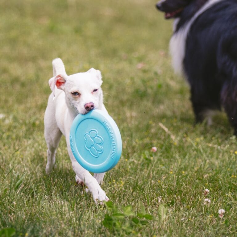 Zogoflex Zisc Aqua Blauw / Small - 16 cm