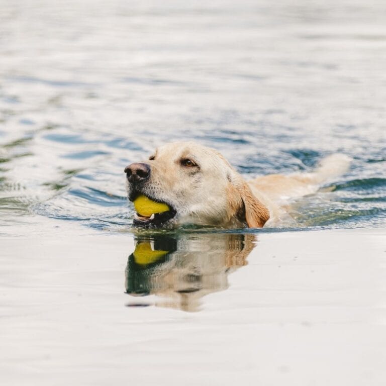 Zogoflex Echo Boundr Hot Pink/Aqua Blue