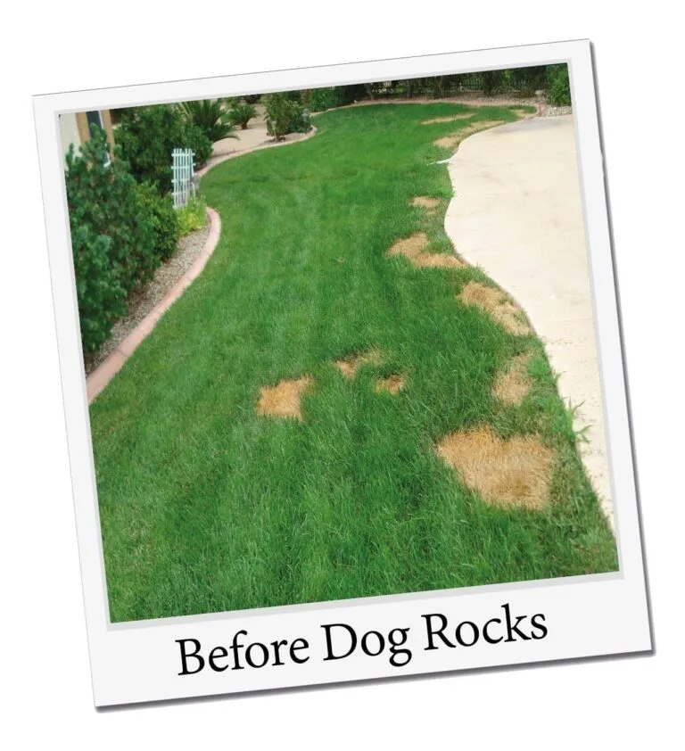 Dog Rocks – natuurlijke oplossing tegen urinevlekken bij honden