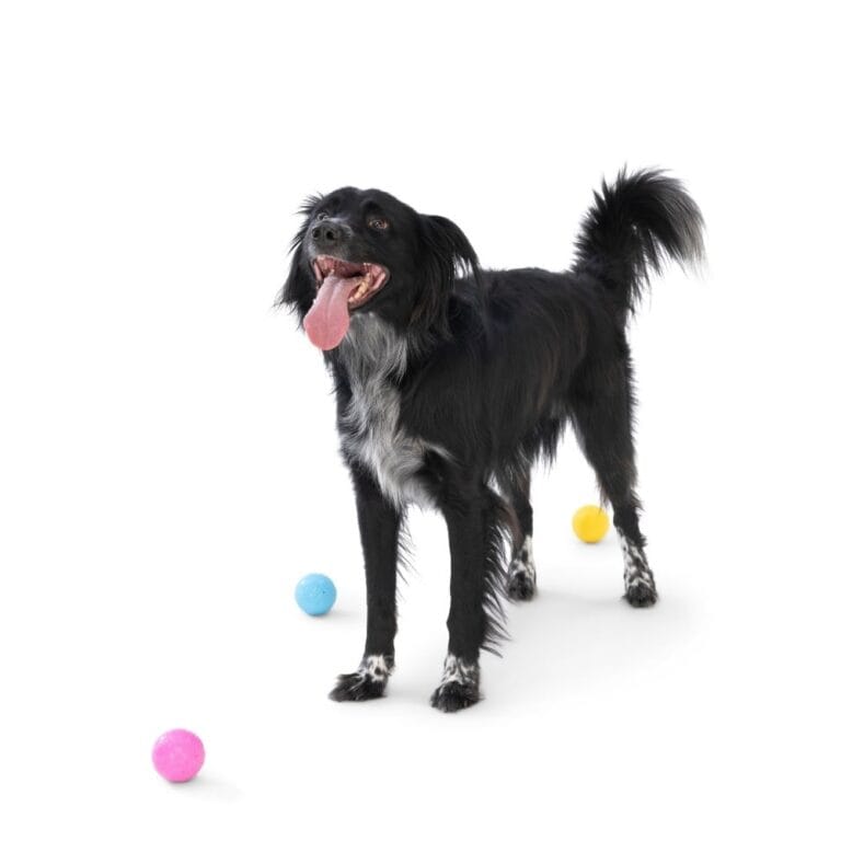 Zogoflex Echo Boundr Yellow/Hot Pink