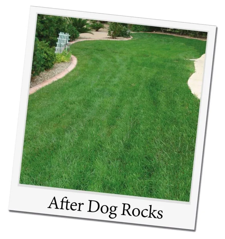 Dog Rocks – natuurlijke oplossing tegen urinevlekken bij honden