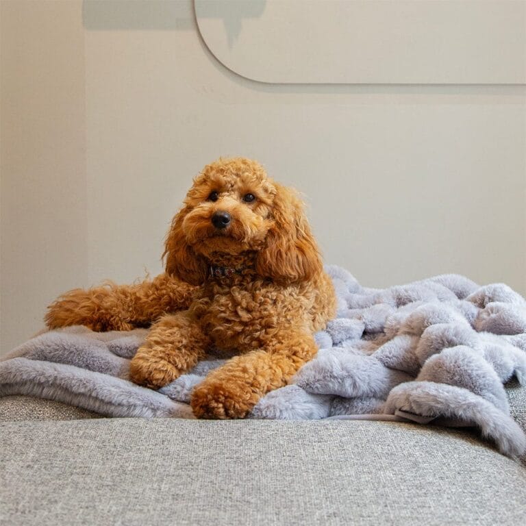 Scruffs Aspen Blanket Grijs | Luxe en warme deken voor honden en katten