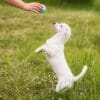 4-16.jpg Zogoflex Echo Boundr Aqua Blue/Yellow