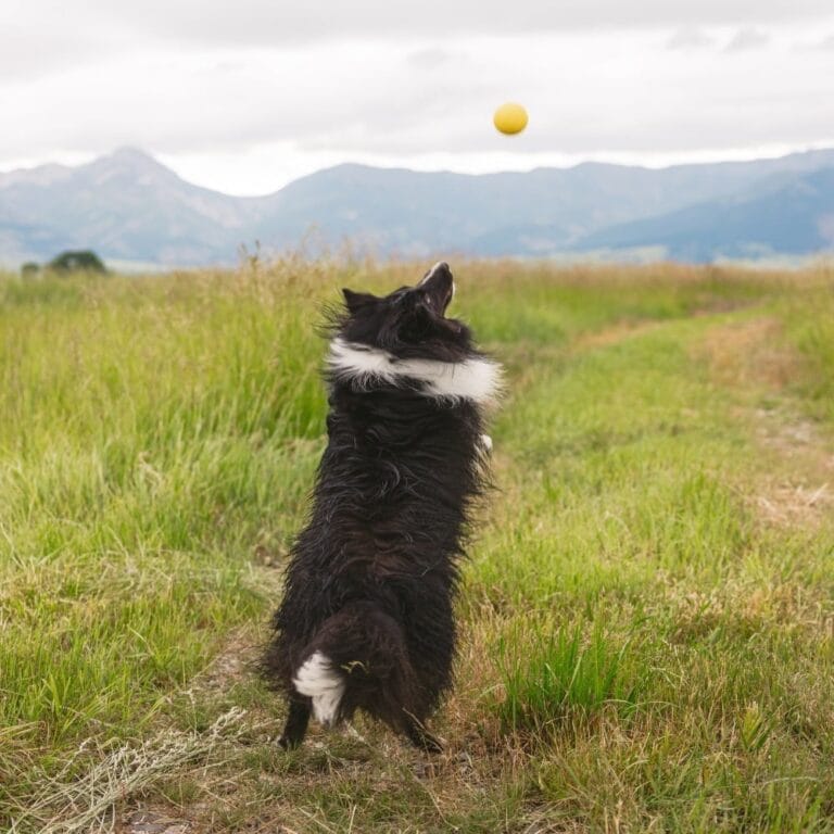 Zogoflex Echo Boundr Yellow/Hot Pink