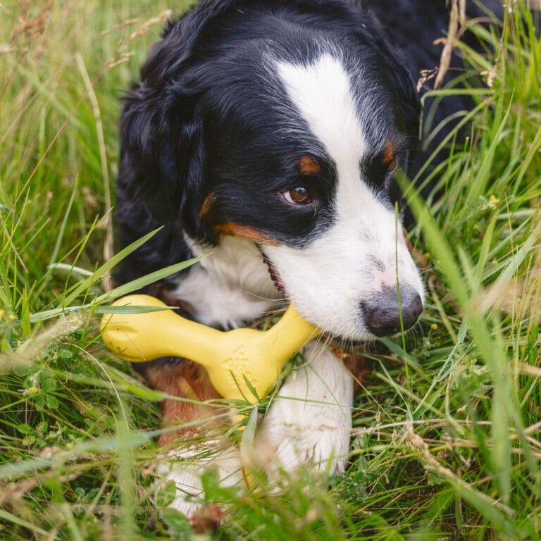 Zogoflex Echo Skamp Dandelion Yellow