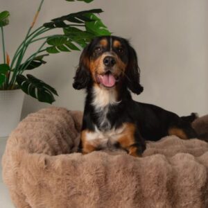Scruffs - Alpine Box Bed - M, L, XL, XXL