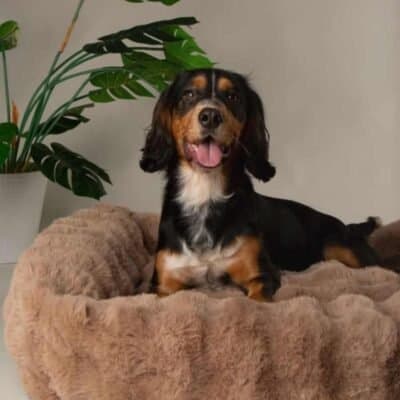 Scruffs Alpine Box Bed L Taupe | Luxe & Zacht Hondenbed