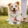 1-15.jpg Tickless Pet Oranje – ultrasone teken- en vlooienbeschermer