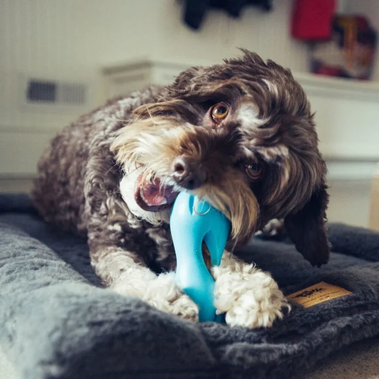 Zogoflex Qwizl Aqua Blauw / Small - 14 cm