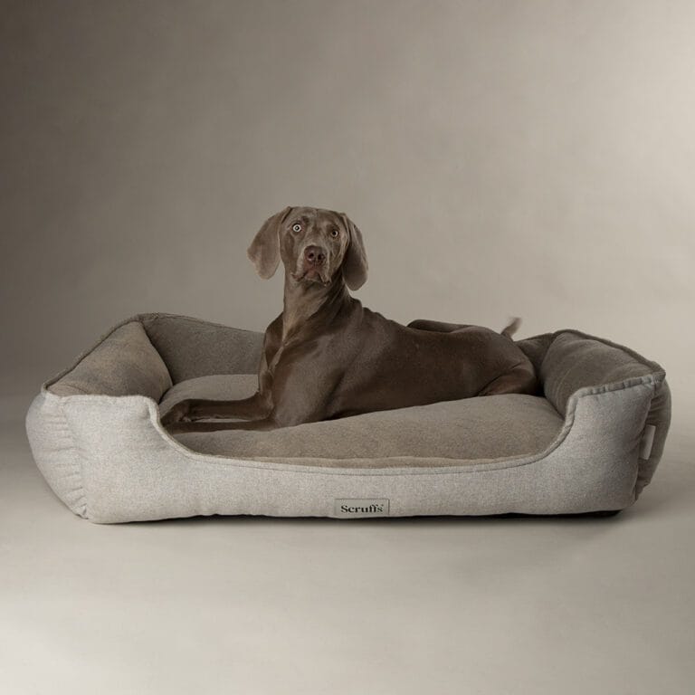 Scruffs Harvard Orthopedisch Box Bed XXL Parelgrijs | Memory Foam