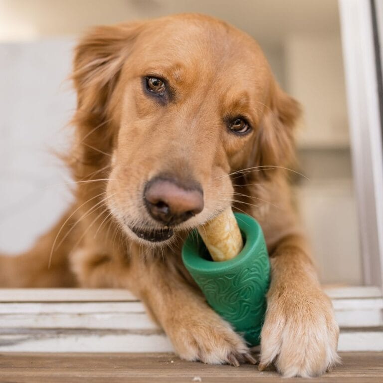 West Paw Seaflex Funnl™ Kelp | Verrijkend puzzelspeelgoed voor honden