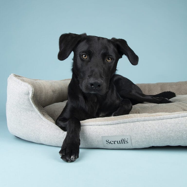 Harvard Orthopedisch Box Bed Parel Grijs / Extra Large - 90 x 70 cm