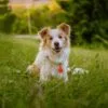 2-17.jpg Tickless Pet Oranje – ultrasone teken- en vlooienbeschermer