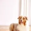 2-22.jpg Outward Hound Dog Brick – intelligentiespeelgoed voor honden (level 2)
