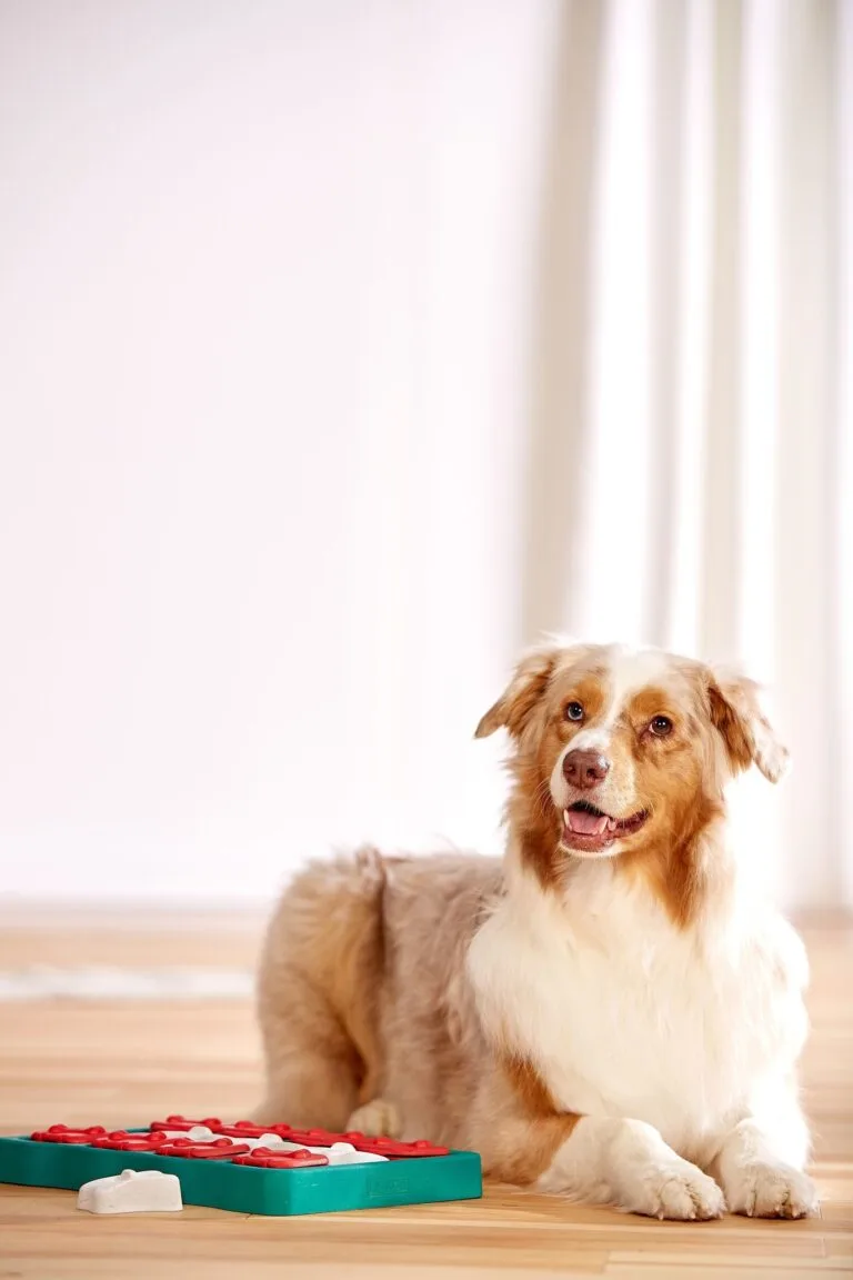 2-22.jpg Outward Hound Dog Brick – intelligentiespeelgoed voor honden (level 2)
