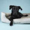 Scruffs Harvard Orthopedisch Box Bed XXL Parelgrijs | Memory Foam