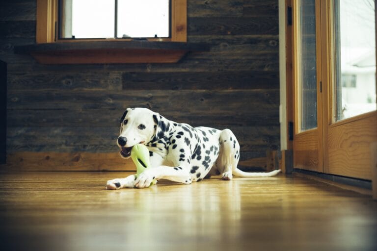 Zogoflex Qwizl Granny Smith Groen / Large - 17 cm