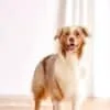 3-16.jpg Outward Hound Dog Brick – intelligentiespeelgoed voor honden (level 2)