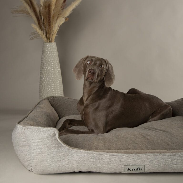 Scruffs Harvard Orthopedisch Box Bed XXL Parelgrijs | Memory Foam