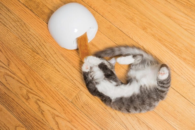 Fox Den Toy Automatic Cat Teaser