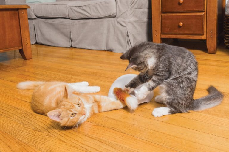 Fox Den Toy Automatic Cat Teaser