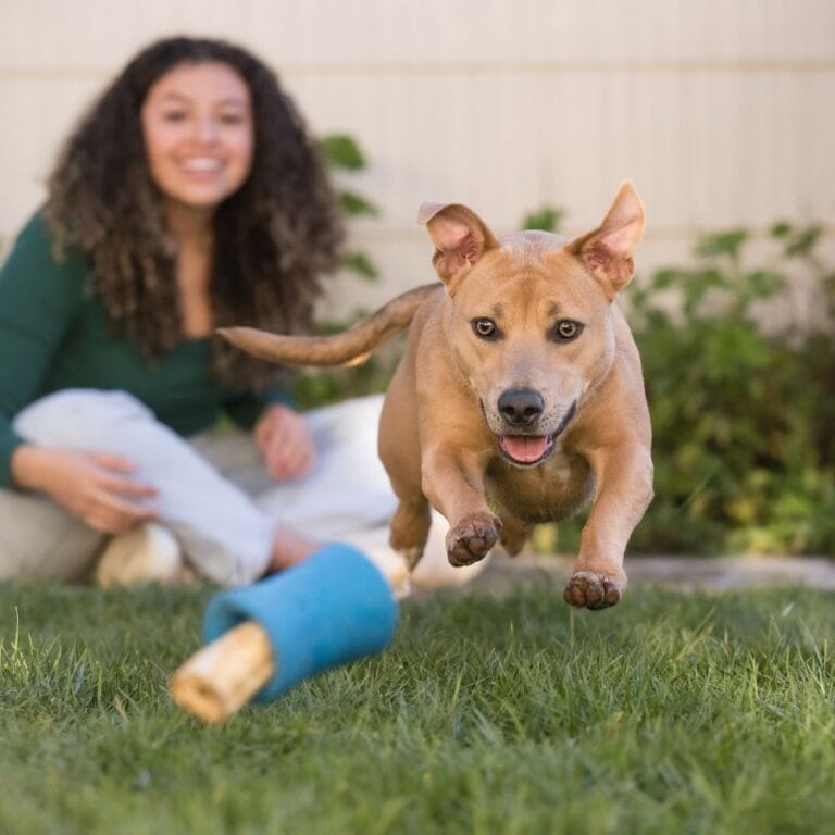 West Paw Seaflex Funnl™ Kelp | Verrijkend puzzelspeelgoed voor honden