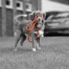 Training Leash Oranje / Large - 12 mm x 140 cm