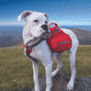 2-10.png Big Baxter Backpack