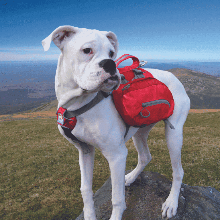 2-10.png Big Baxter Backpack