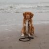 Basic Leash Zwart / Large - 12 mm x 140 cm