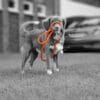 Training Leash Oranje / Small - 8 mm x 140 cm