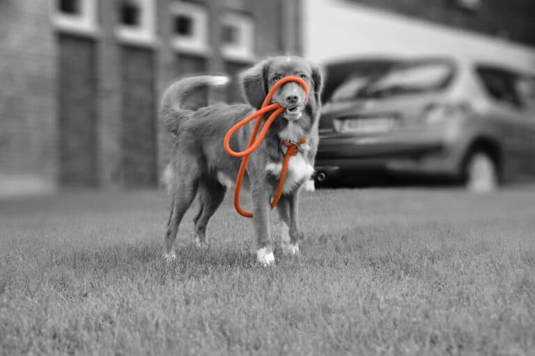 Training Leash Oranje / Small - 8 mm x 140 cm