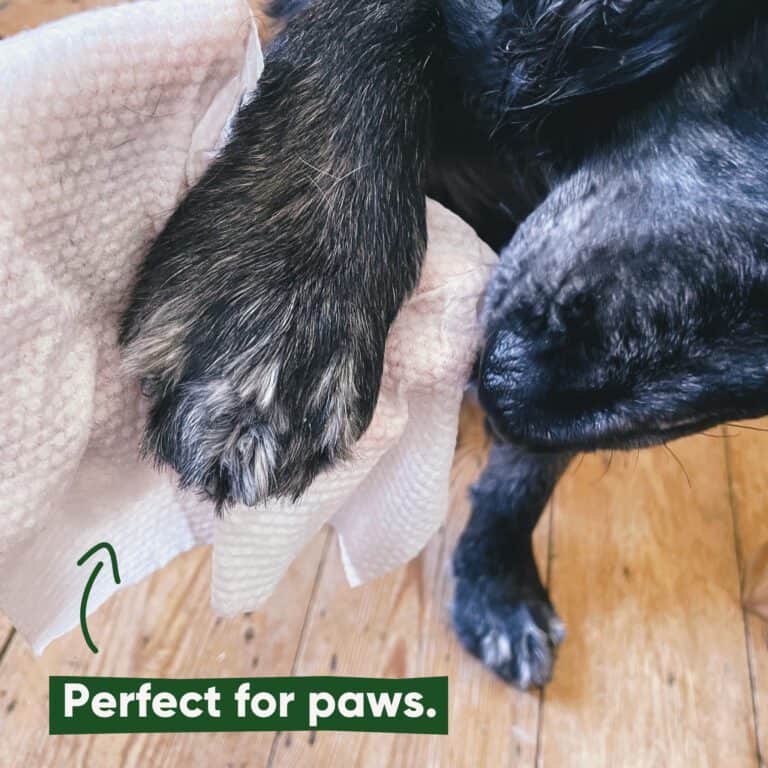 Beco Bamboo Dog Wipes Unscented 80 stuks | Plasticvrij & zacht