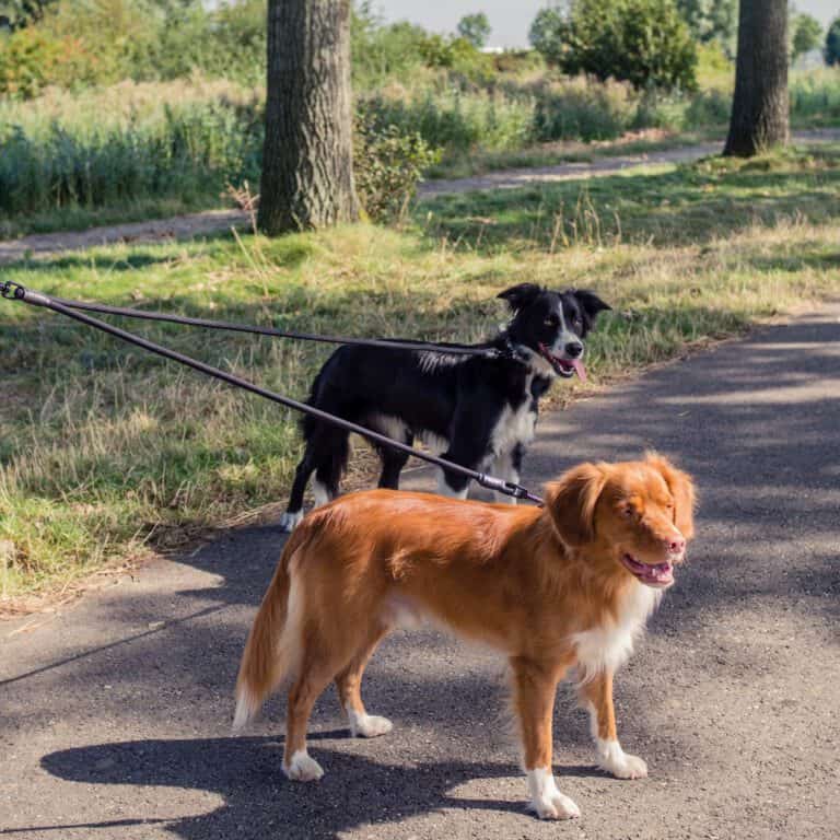 Adjustable Double Dog Leash Small (140 cm. Ø 8 mm)