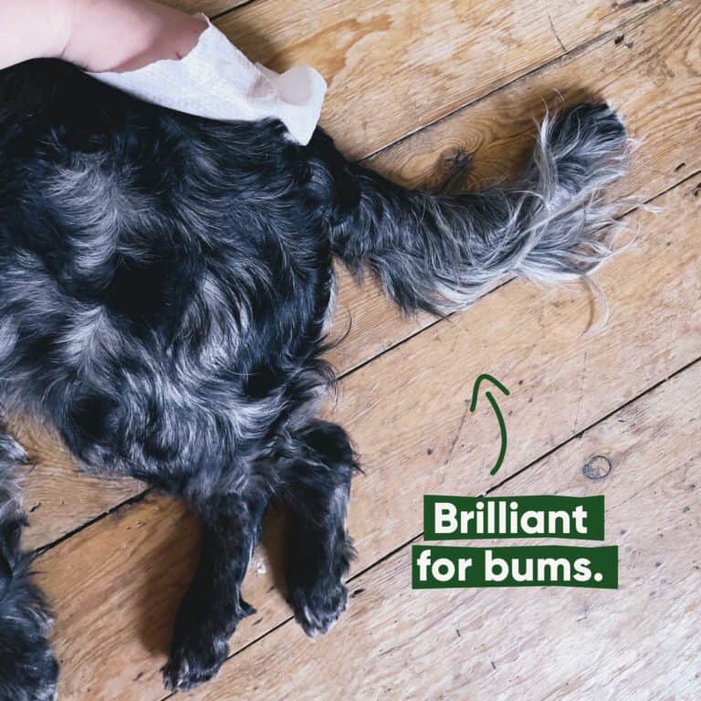 Beco Bamboo Dog Wipes Unscented 80 stuks | Plasticvrij & zacht