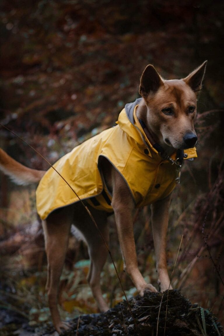 Stream Raincoat Maat 50