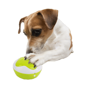 AFP Interactives - Dog Interpreter