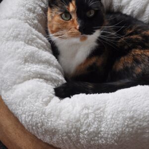 AFP Lambswool - Donut Bed Beige