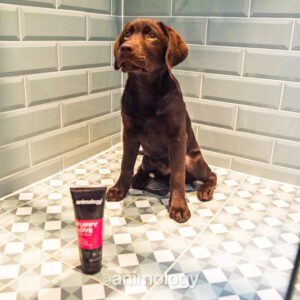 Animology Puppy Love Puppy Shampoo 250 ml