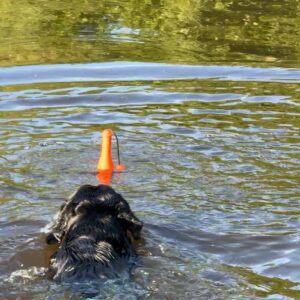 Dog Comets Bobber Orange