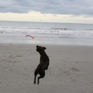 Chuckit! Flying Squirrel M