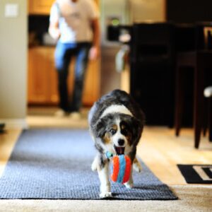 Chuckit! Indoor Roller
