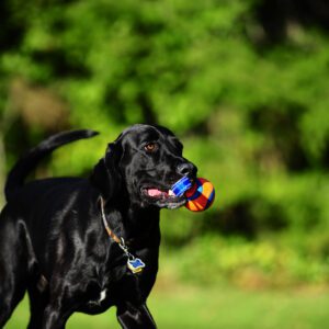Chuckit! Ultra Tug S