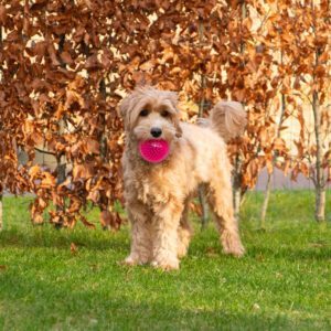 Dog Comets Exoplanet Spiky Ball M Pink