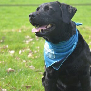 CoolPets Cooling Bandana S