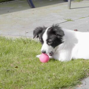 Dog Comets Stardust Orange S