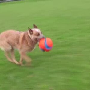 Chuckit! Kick Fetch Dog S