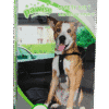 PAWI13051.png Pawise Safety Belt